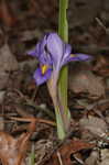 Dwarfe iris